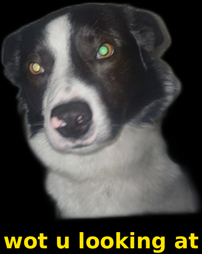 An image of a dog called Blue, shame your missing out